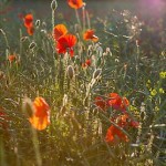 Poppies in a field - photo