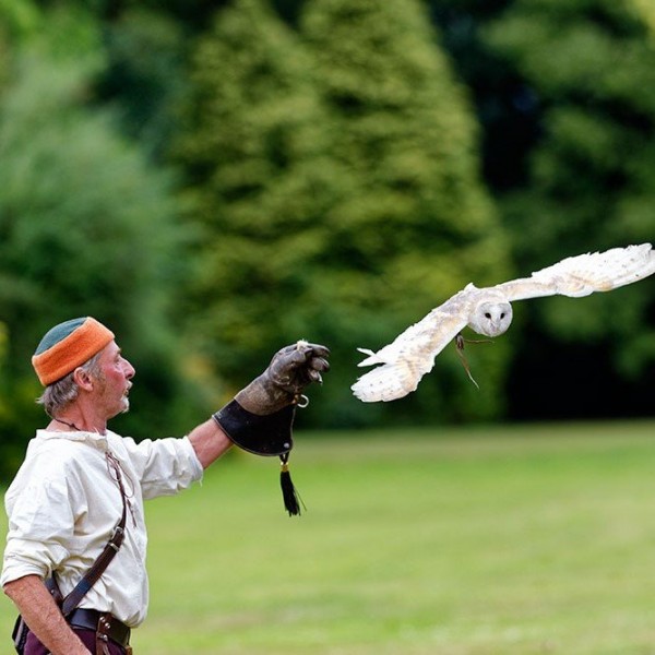 Falconry