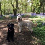 Bluebells and Dogs in Lassington Wood, Highnam