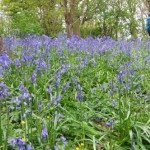 Bluebells in Lassington Woods, Gloucestershire