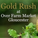 Gold Rush at Over Farm Market Gloucester - VIDEO