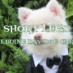 Short Legs Wedding Day Dog Care