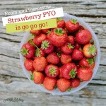 PYO strawberries