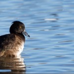 Birding for Beginners