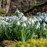 Snowdrops at Cerney House Gardens near Cirencester, Gloucestershire