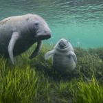 Wildlife Photographer of the Year at Nature in Art