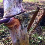 Hungry tree eats fence - Photo